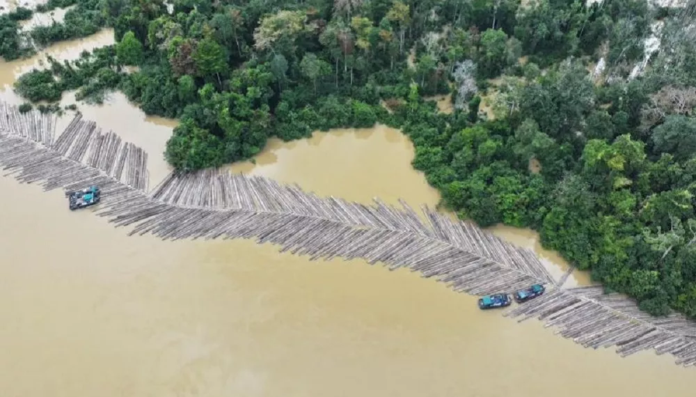 Seribuan Batang Kayu Bulat Milir di Sungai Kapuas, Simak Sikap Gakkumdu Kemenhut Ini
