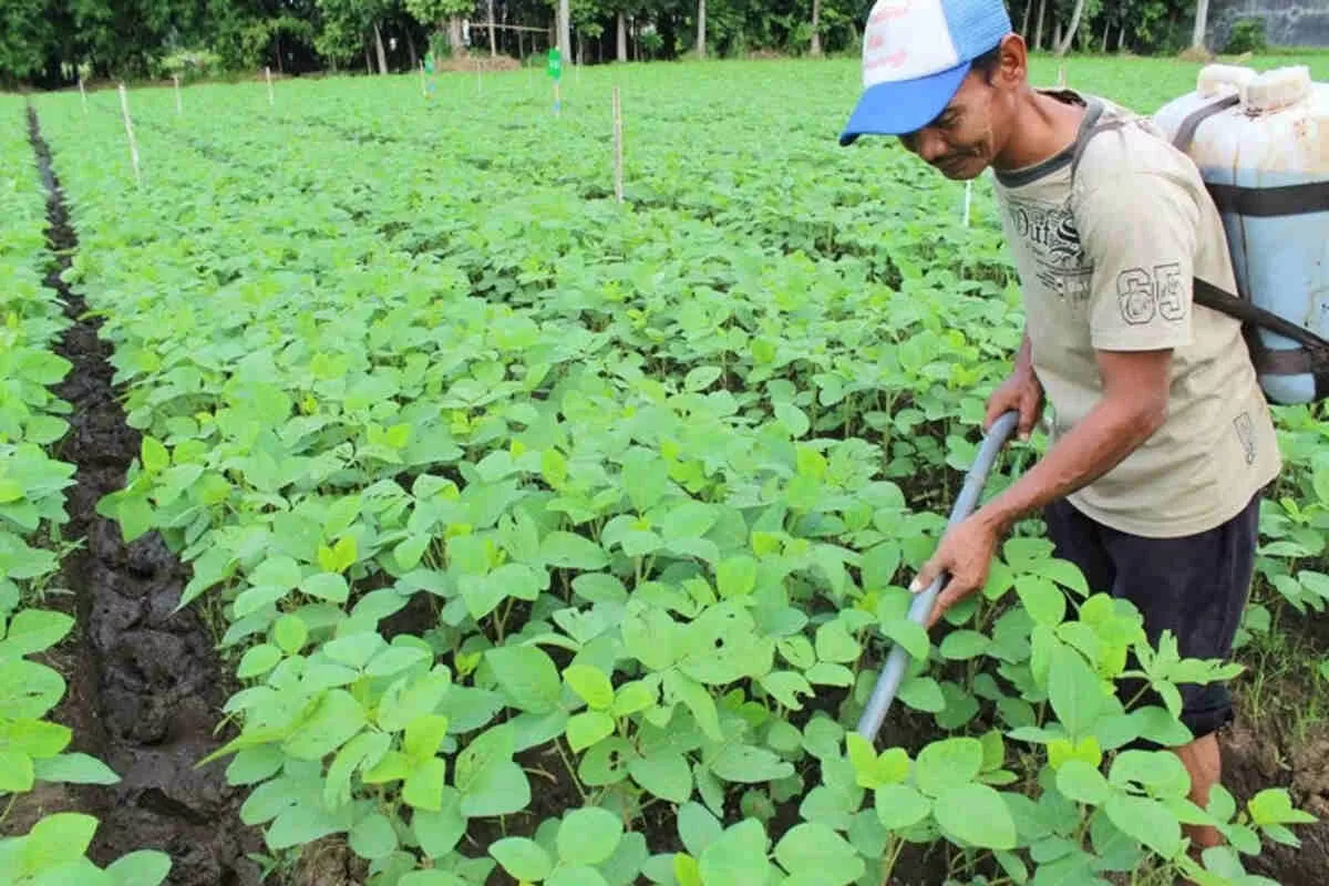 Holding Perkebunan Nusantara Dorong Pertanian Berkelanjutan Melalui Inovasi Pupuk Hayati Enero