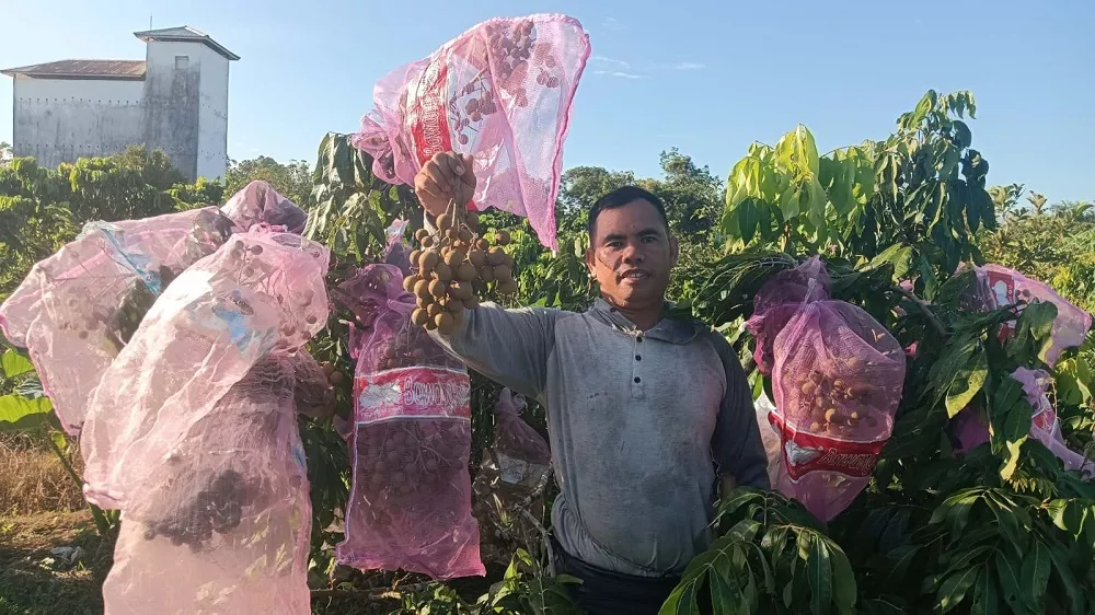 Kisah Inspirasi Guru SD Asra Lailan, Ngajar Jalan Terus, Kelengkeng Tetap Panen