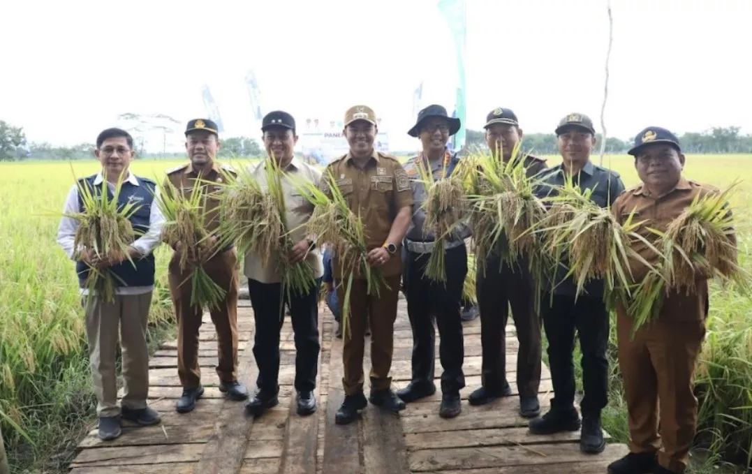 Panen Raya Demplot Padi Digelar di Pulang Pisau, Kalteng Siap Jadi Lumbung Pangan Nasional