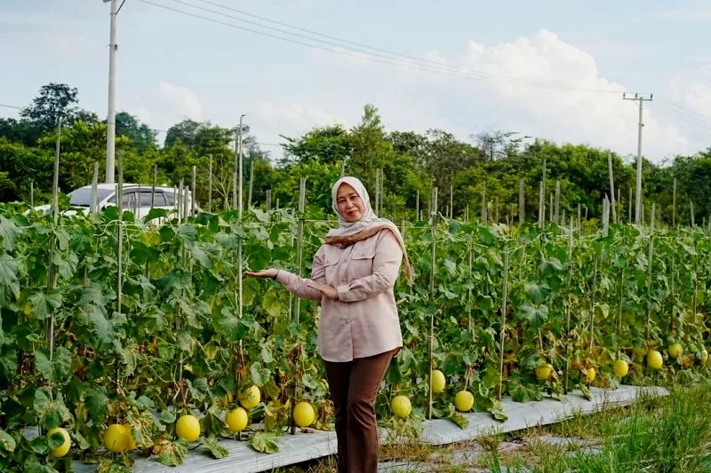Tinjau Golden Melon Trahean, Ketua TP PKK Barito Utara Dorong Komoditas Unggulan Desa