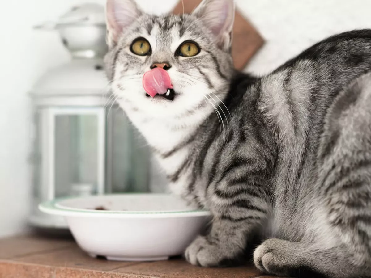 Berikut Ini Porsi Wet Food Harian untuk Kucing