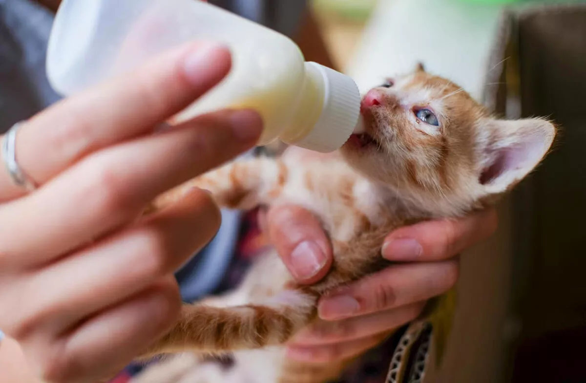 Panduan Memberikan Susu pada Anak Kucing Sesuai Kebutuhan