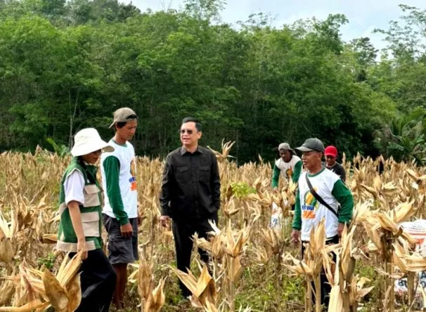 Panen Raya Jagung Hibrida, Petani dan DPRD Perkuat Sinergi