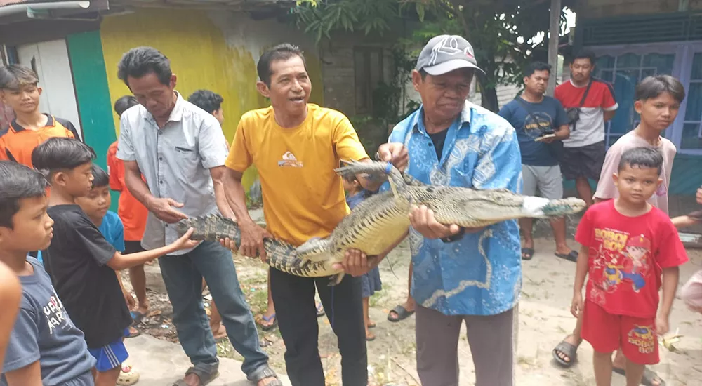 Anak Buaya Muara Tersangkut Jaring, Warga Sampit Heboh