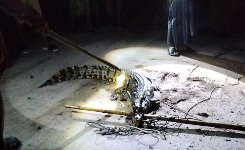 Teror Buaya di Kotim, Warga Sei Ijum Raya Berhasil Gagalkan Serangan ke Ternak