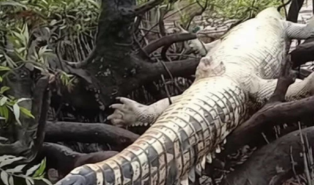 Bangkai Buaya Muara 3 Meter Ditemukan di Pulau Hanaut, Bukti Teror Buaya Bukan Isapan Jempol