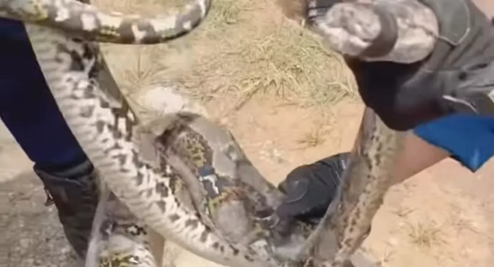 Mengenal Pyton, Ular Terpanjang di Dunia yang Nongol di SPPG Muara Teweh 