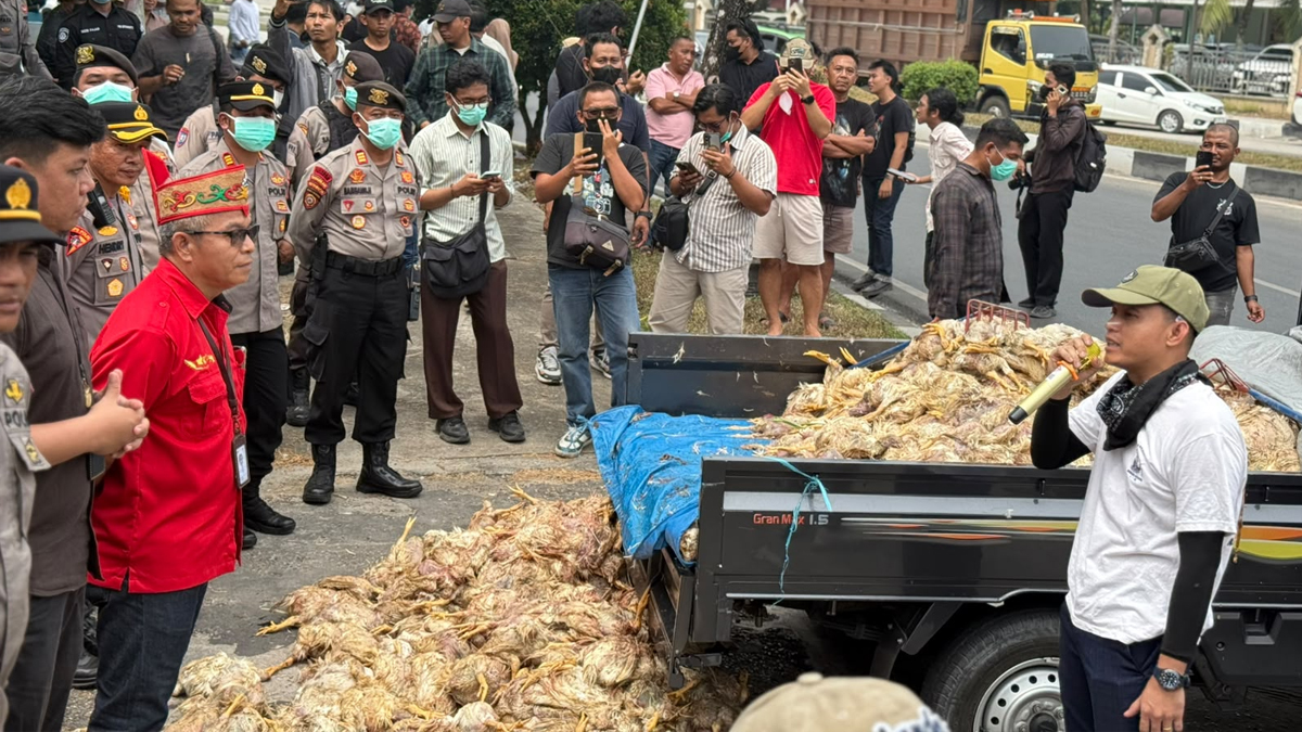 Ribuan bangkai ayam ditumpahkan saat aksi protes terkait pemadaman listrik.
