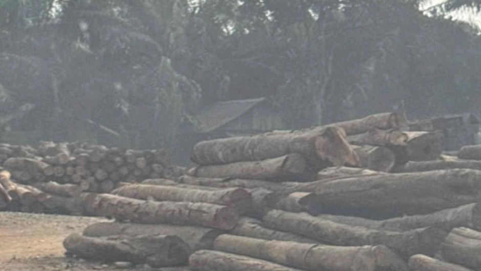 Tumpukan kayu gelondongan tampak memenuhi area penampungan kayu di Kabupaten Muara Enim, Sumatera Selatan.