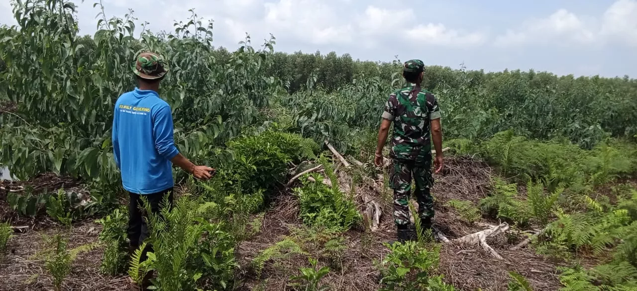 Patroli Gambut Digencarkan, Babinsa Koramil 06/Merbau Pastikan Desa Mayang Sari Nihil Titik Api
