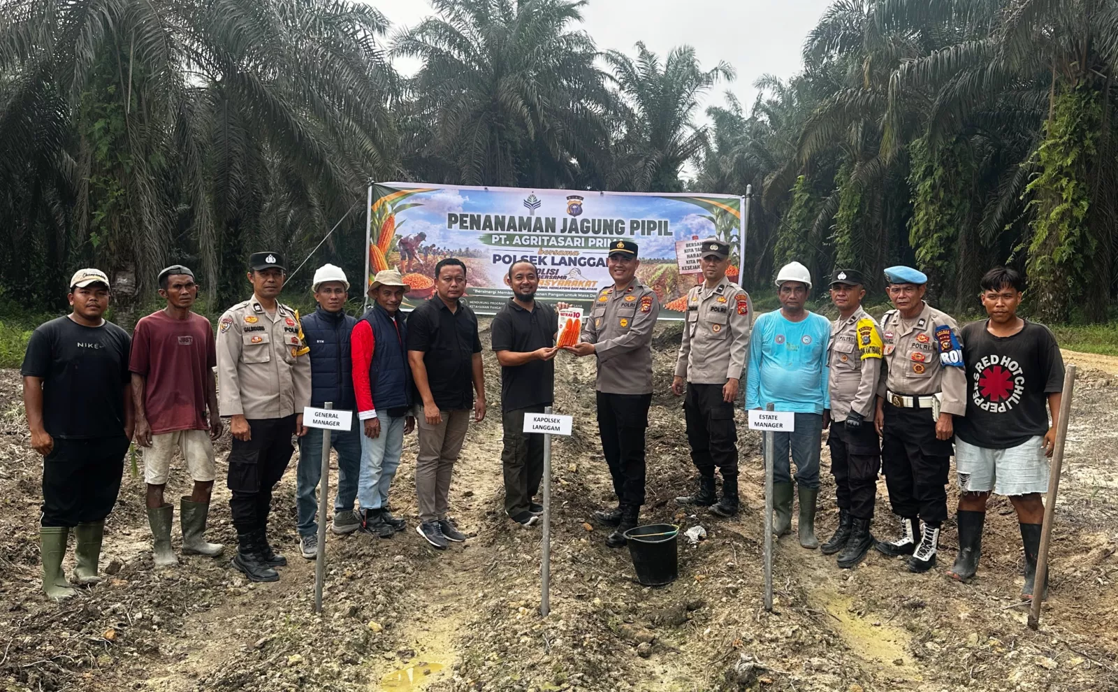 Dukung Ketahanan Pangan, PT Agritasari Prima dan Polsek Langgam Kolaborasi Tanam Jagung Pipil