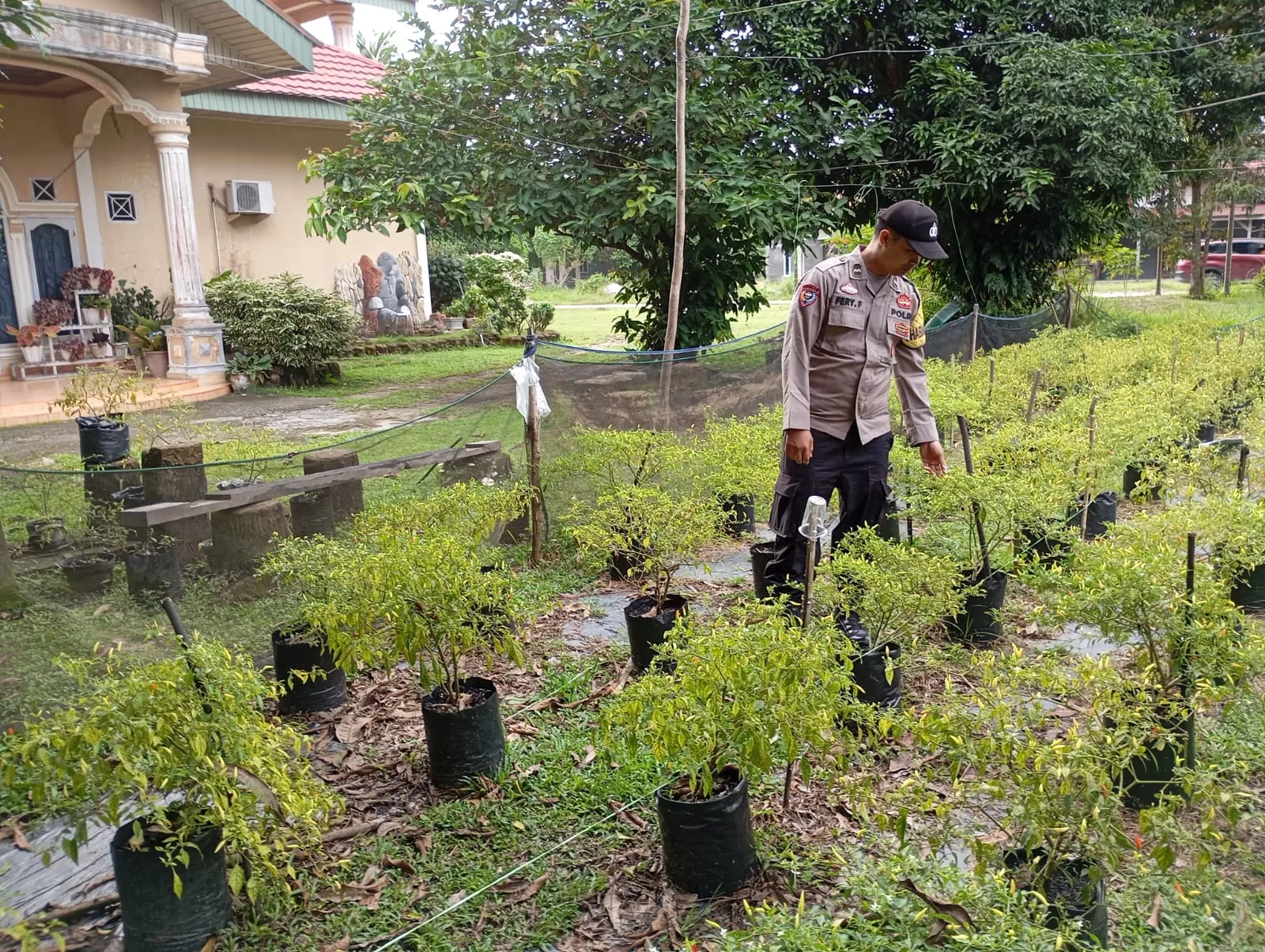 Dukung Ketahanan Pangan Nasional, Polsek Pangkalan Kerinci Aktif Dampingi Pembibit Cabe Lokal