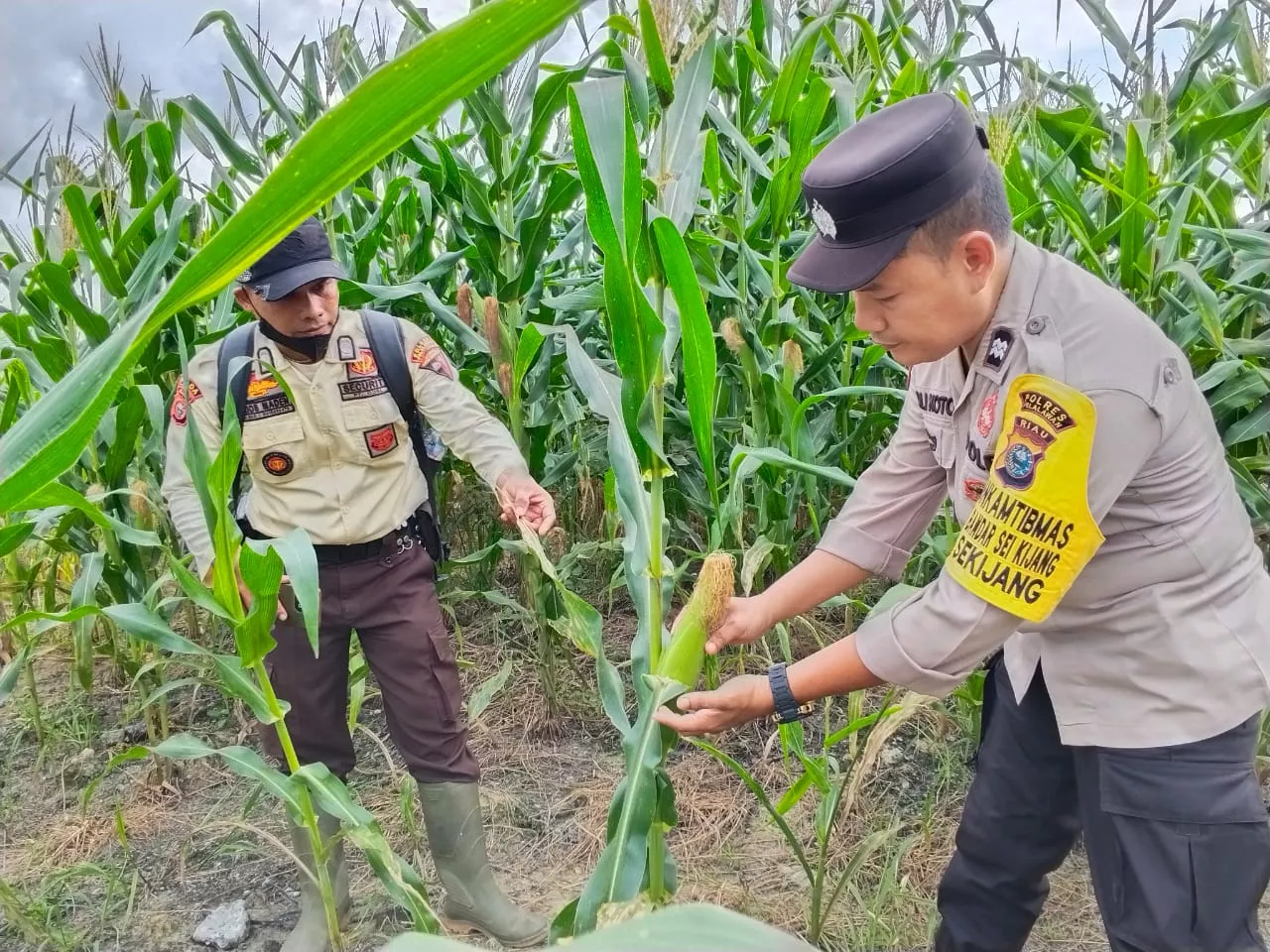 Polsek Bandar Seikijang Kawal Ketahanan Pangan  1,5 Ha Jagung Pipil PT CDS Tumbuh Subur