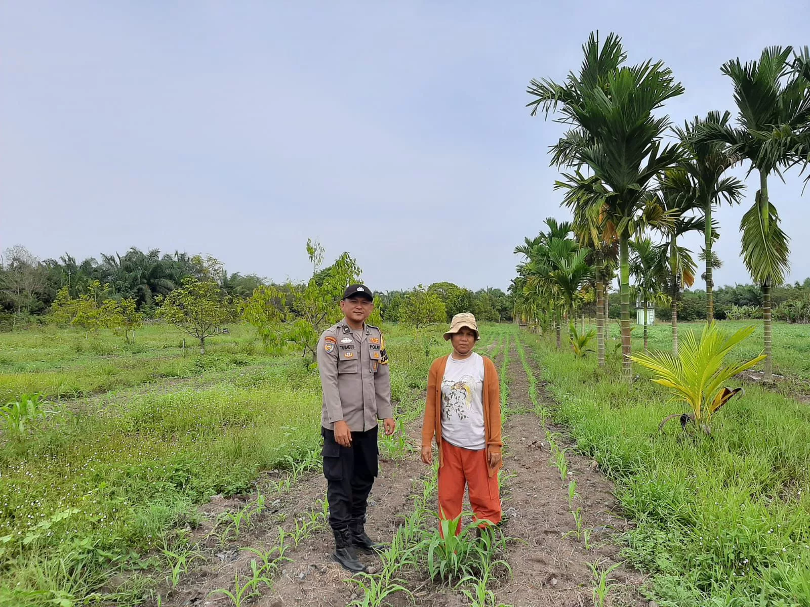 Dukung Ketahanan Pangan, Polsek Koto Gasib melakukan monitoring jagung pipi Poktan Mekar Sari