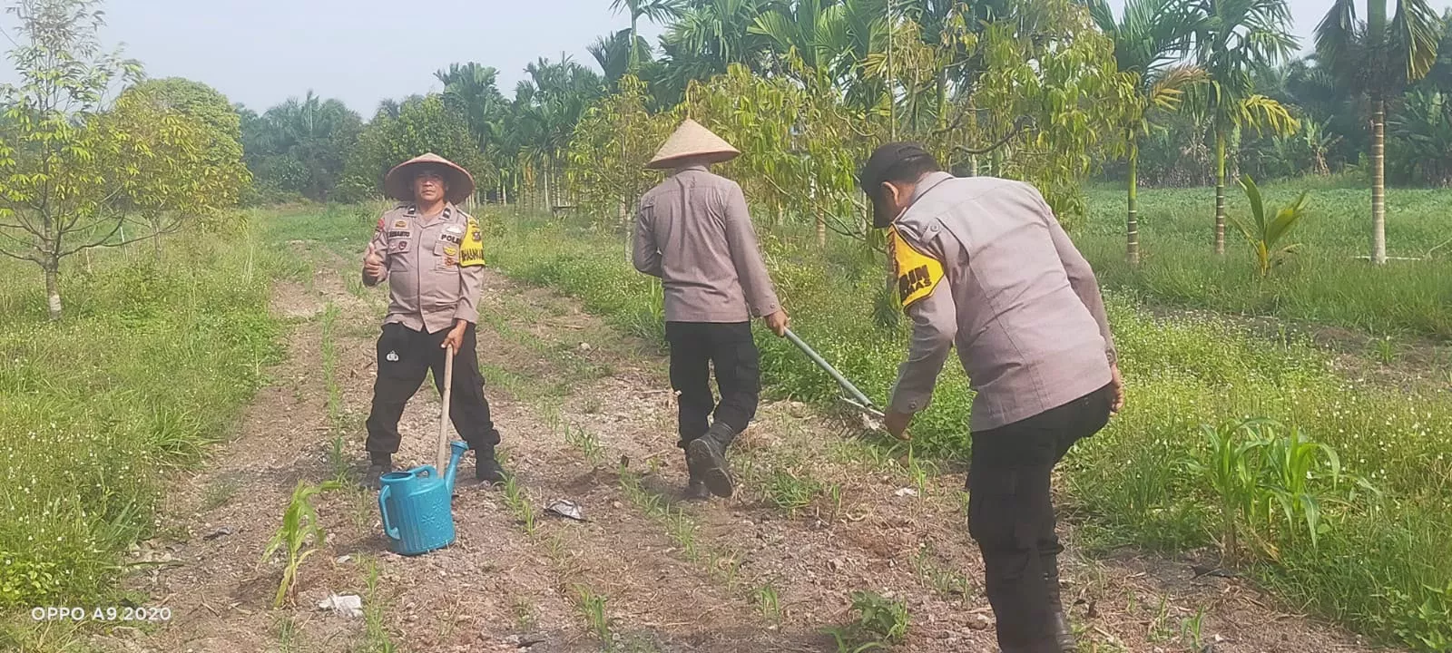 Polsek Koto Gasib Turun ke Lahan, Rawat Jagung Poktan Mekar Sari