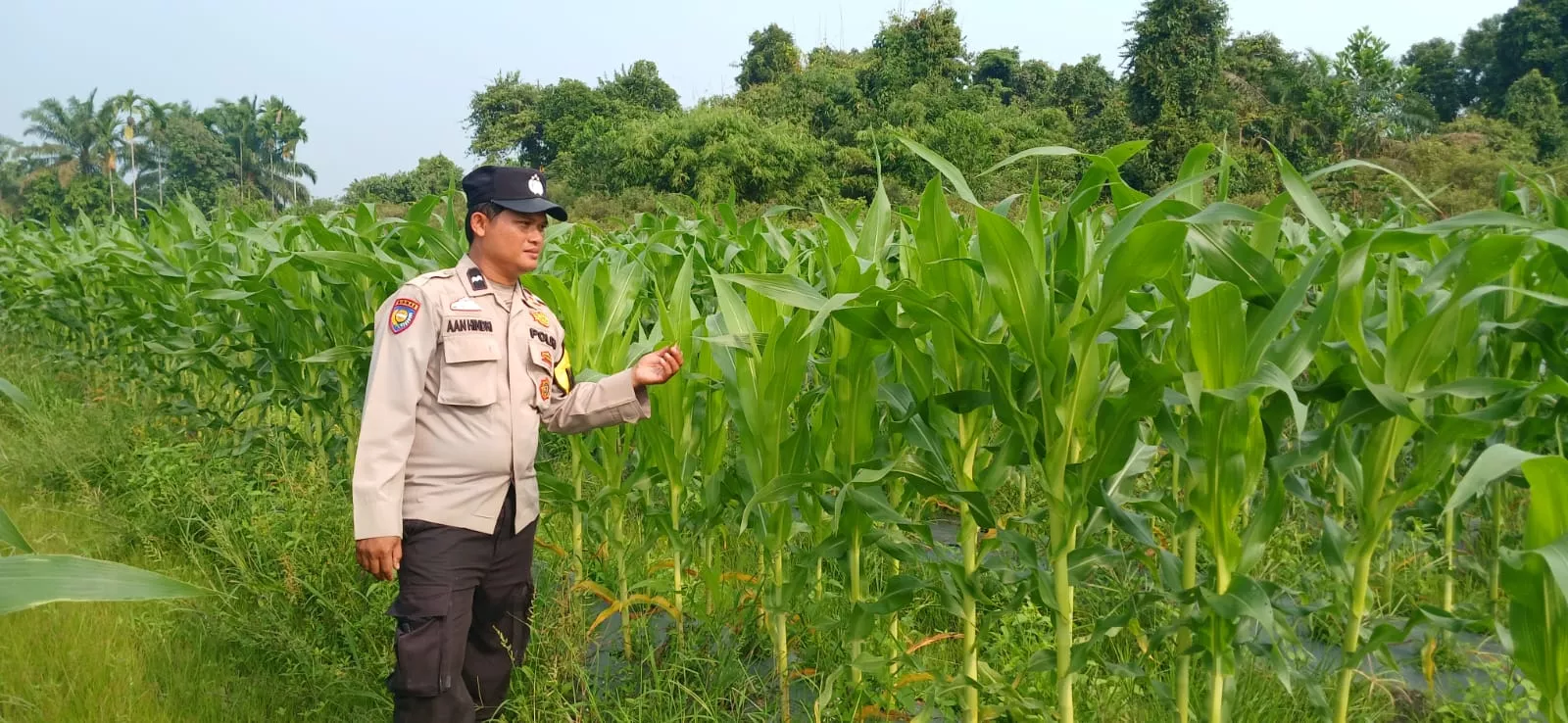 Bhabinkamtibmas Polsek Siak Sambangi Kebun Jagung Warga, Dorong Ketahanan Pangan