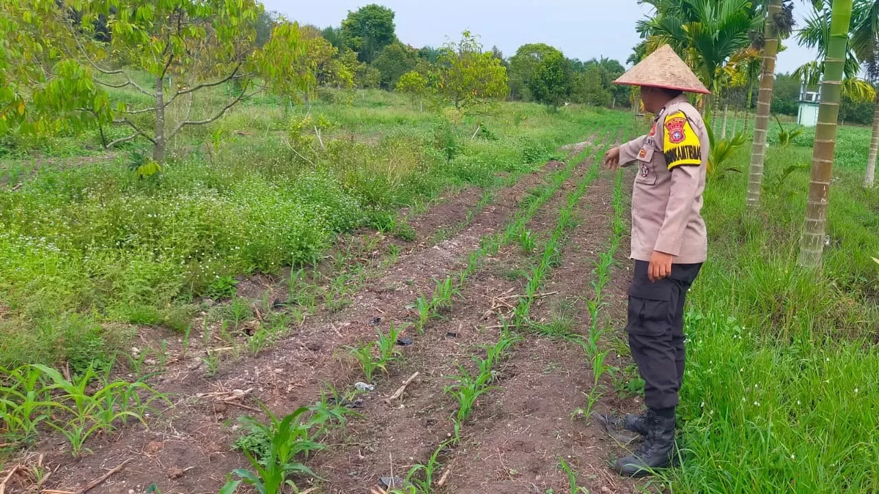 Polsek Koto Gasib secara intensif melakukan monitoring jagung pipi di lahan Poktan Mekar Sari