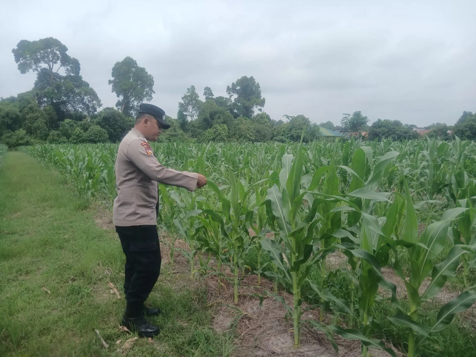 Dukung Ketahanan Pangan Nasional, Bhabinkamtibmas Polsek Siak Sambangi Kebun Jagung