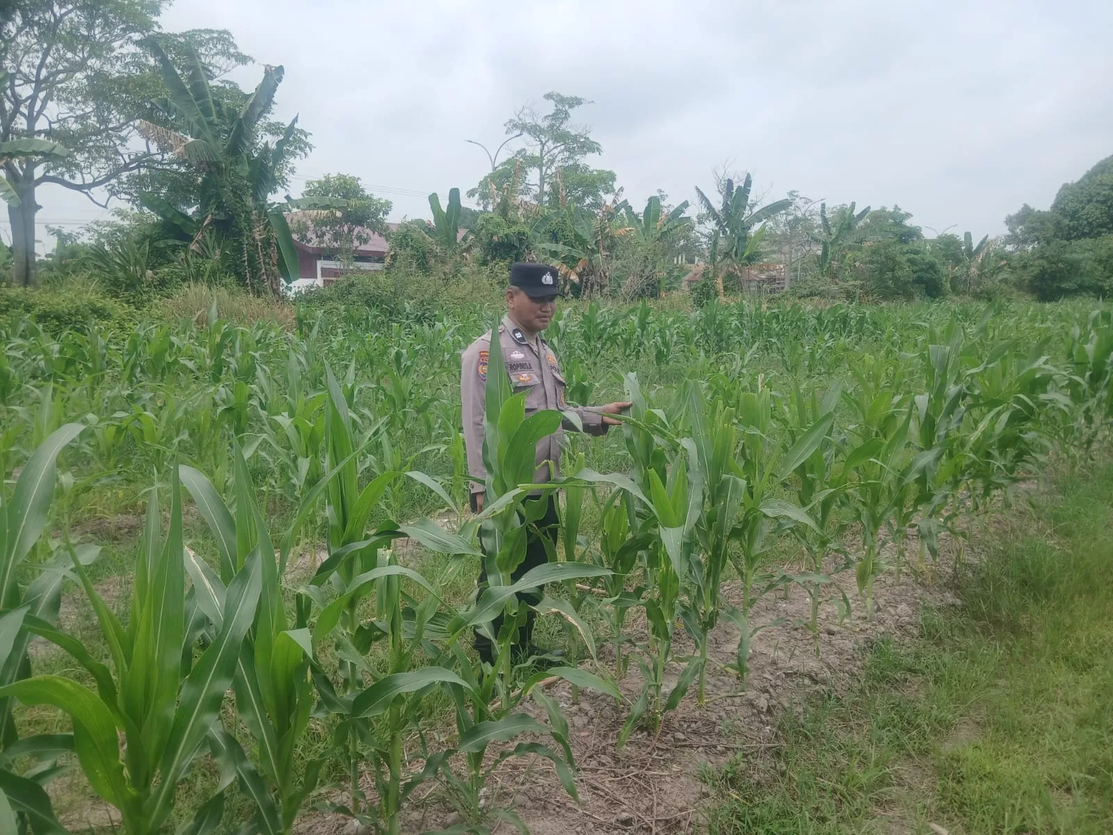 Tanaman Jagung Tumbuh Baik, Bhabinkamtibmas Dampingi Petani
