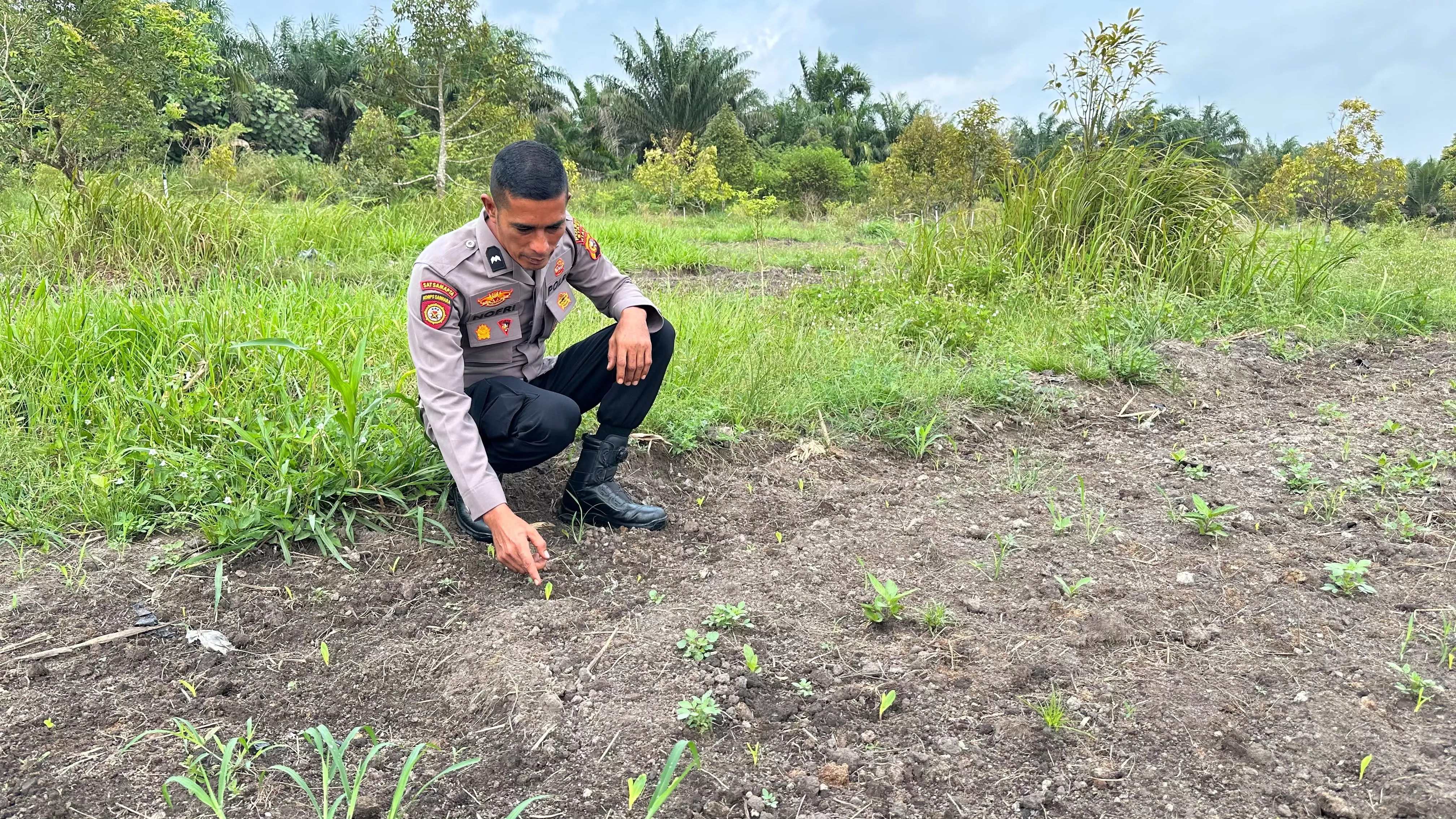 Dukung Ketahanan Pangan, Polsek Koto Gasib melakukan monitoring perkembangan jagung pipil