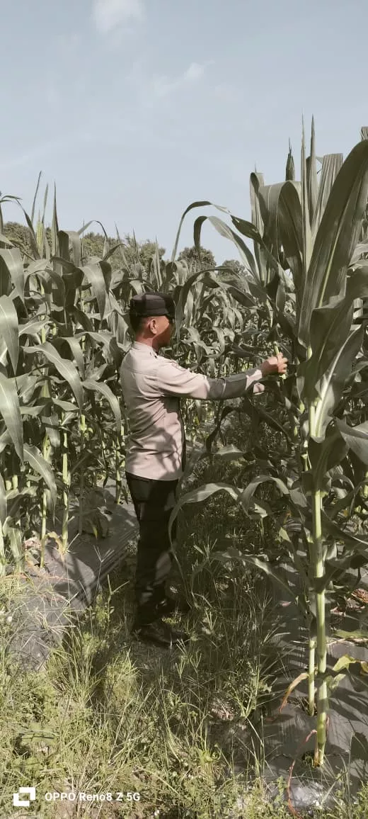 Bhabinkamtibmas Polsek Siak Melaksanakan Kegiatan Monitoring Kebun Jagung Milik Warga Binaannya