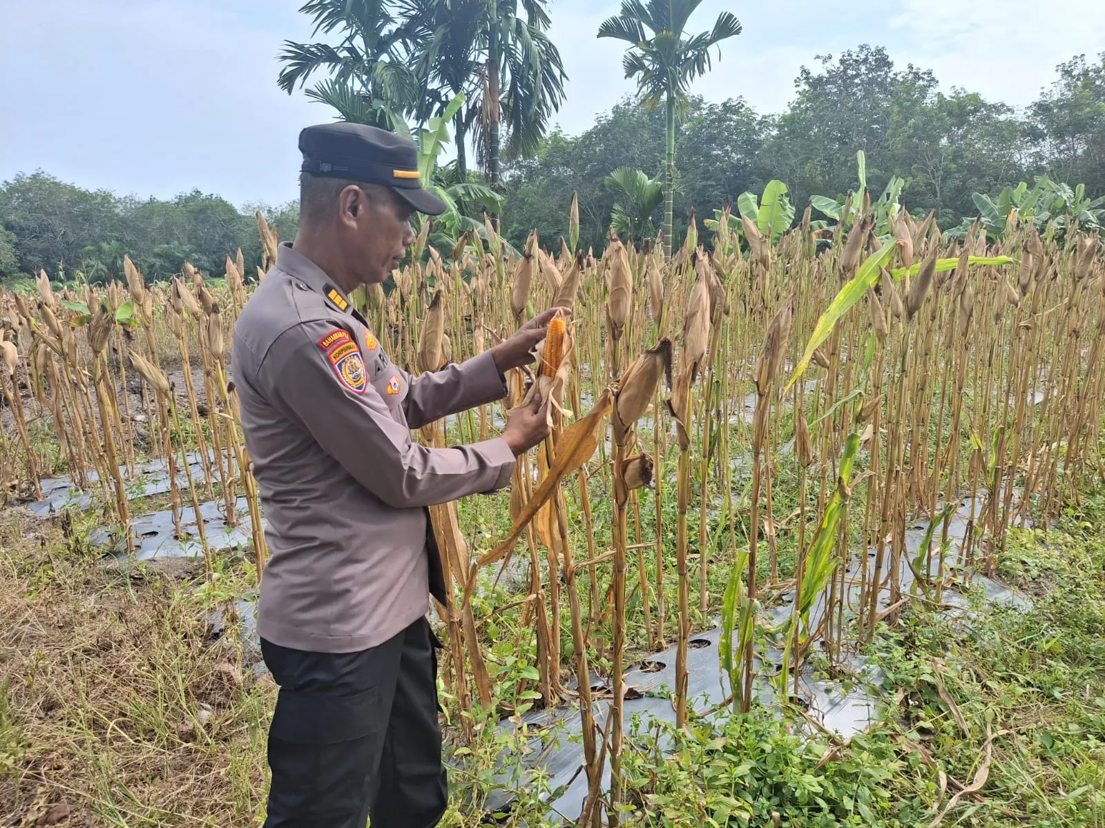 Kanit Binmas Polsek Siak Monitoring Rencana Panen Jagung Pipil Kelompok Tani Benteng Jaya