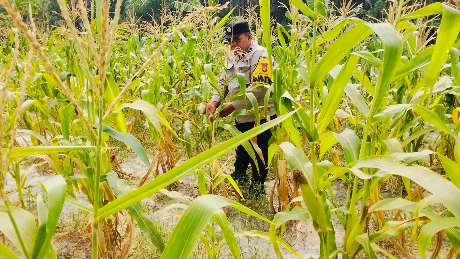 Bhabinkamtibmas Polsek Siak Monitoring Tanaman Jagung Warga Dukung Ketahanan Pangan Nasional