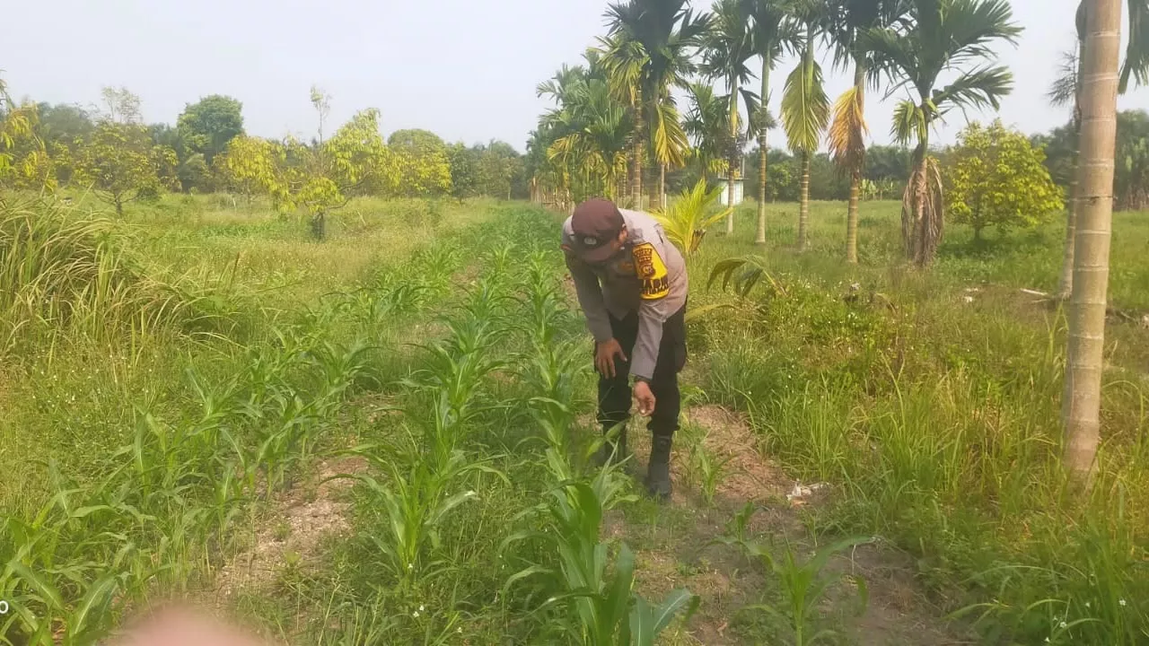 Polsek Koto Gasib secara intensif melakukan monitoring jagung pipi di lahan Poktan Mekar Sari