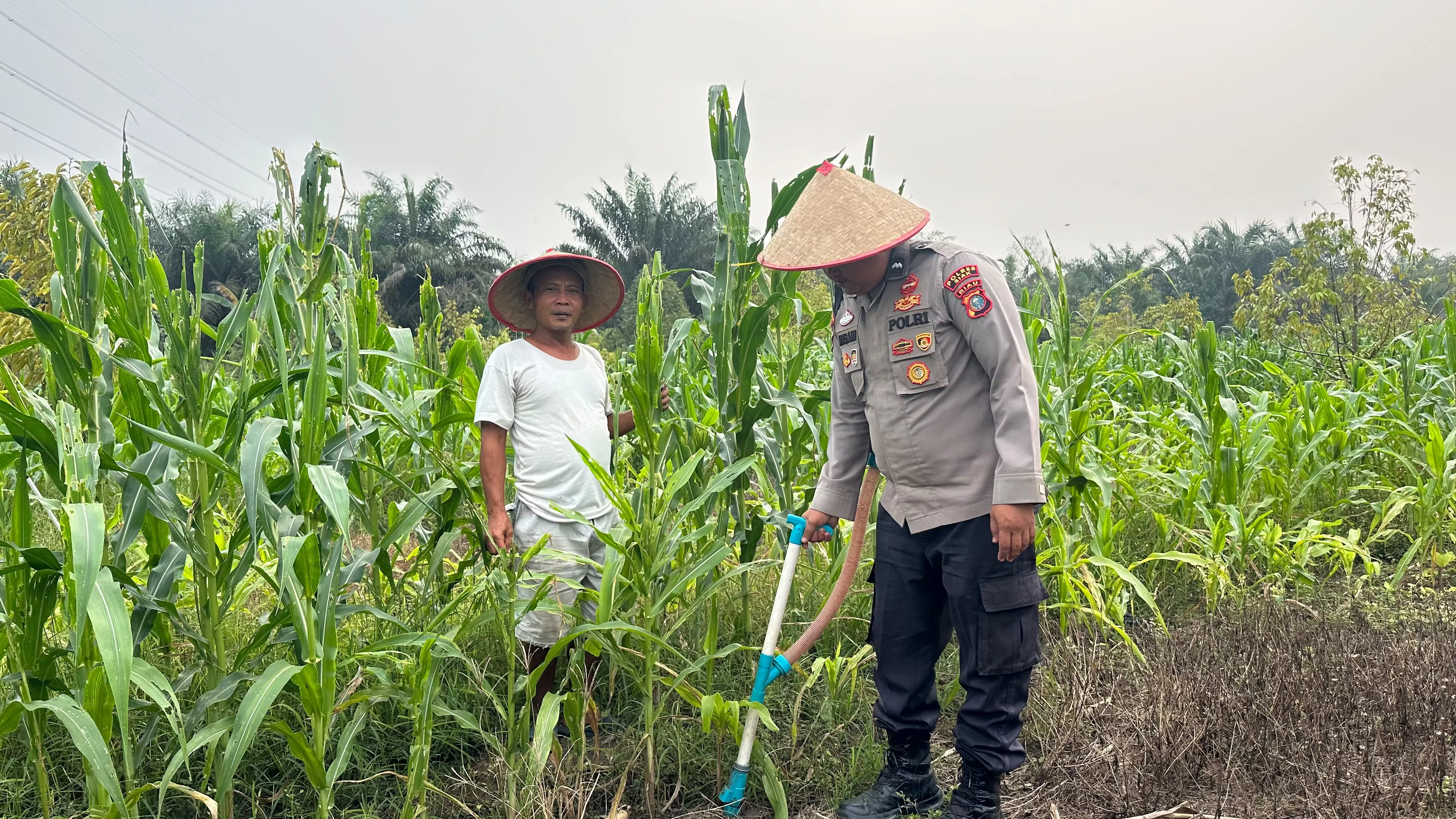 Polsek Koto Gasib secara intensif melakukan perawatan jagung pipi di lahan Poktan Mekar Sari