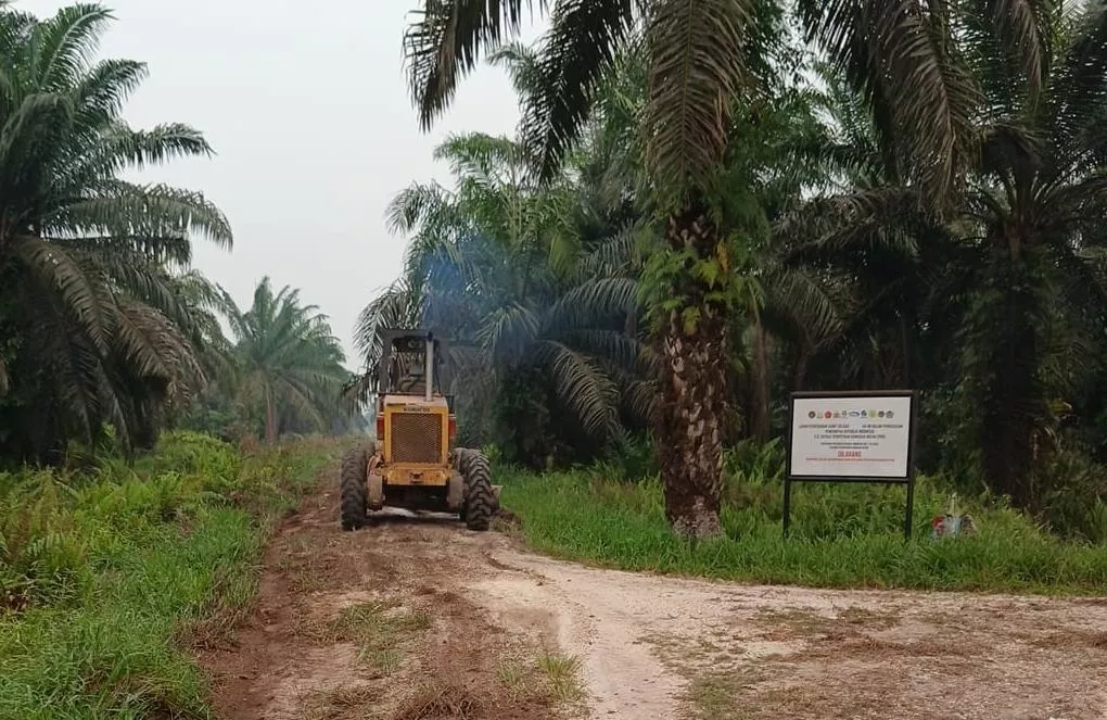 Dukung Kelancaran Angkut TBS, PT SSK Benahi Jalan di Enam Blok Perkebunan