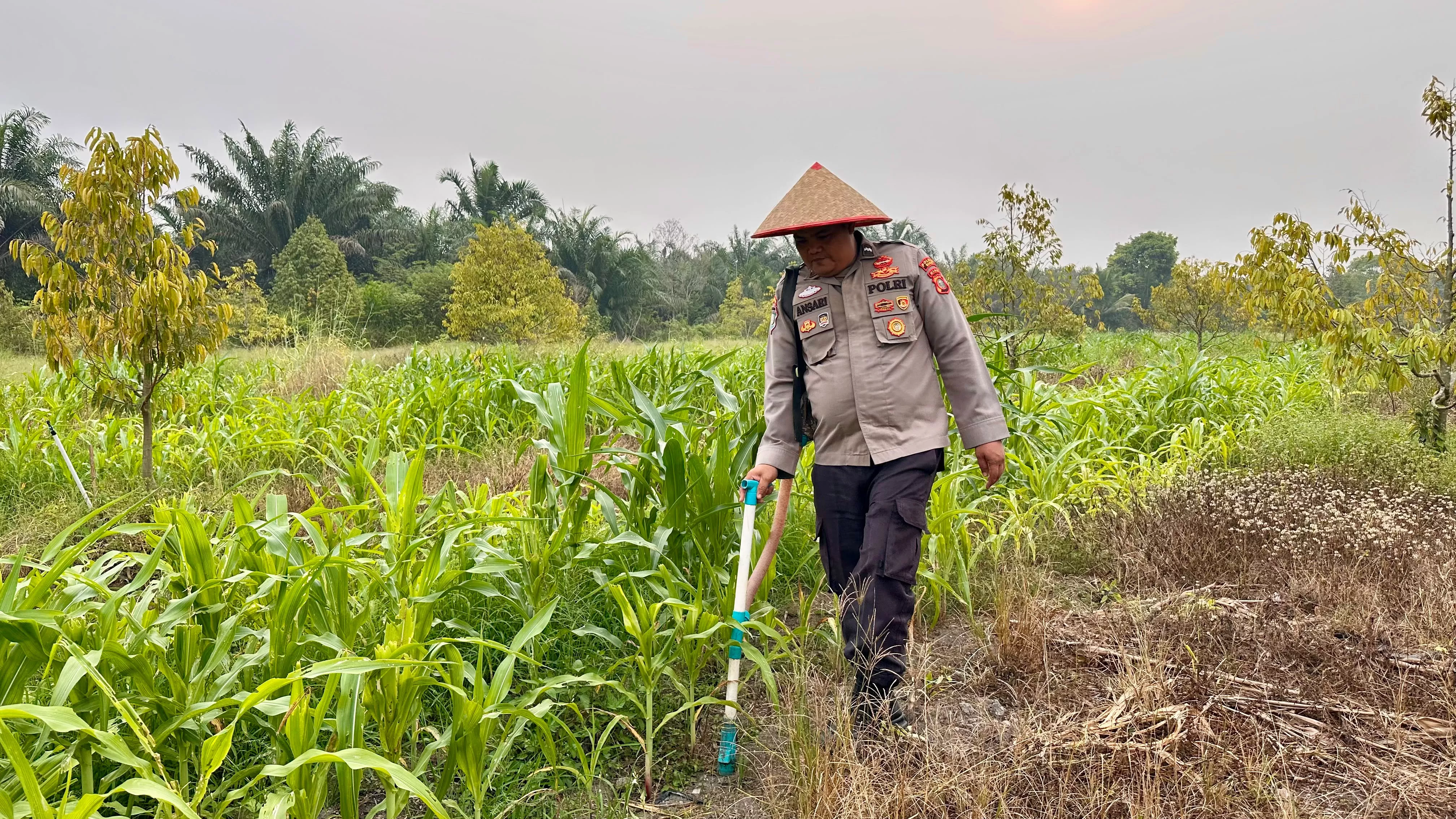 Polsek Koto Gasib Dukung  Ketahanan Pangan dengan Melakukan Pemupukan Jagung Pipil Lahan Poktan 