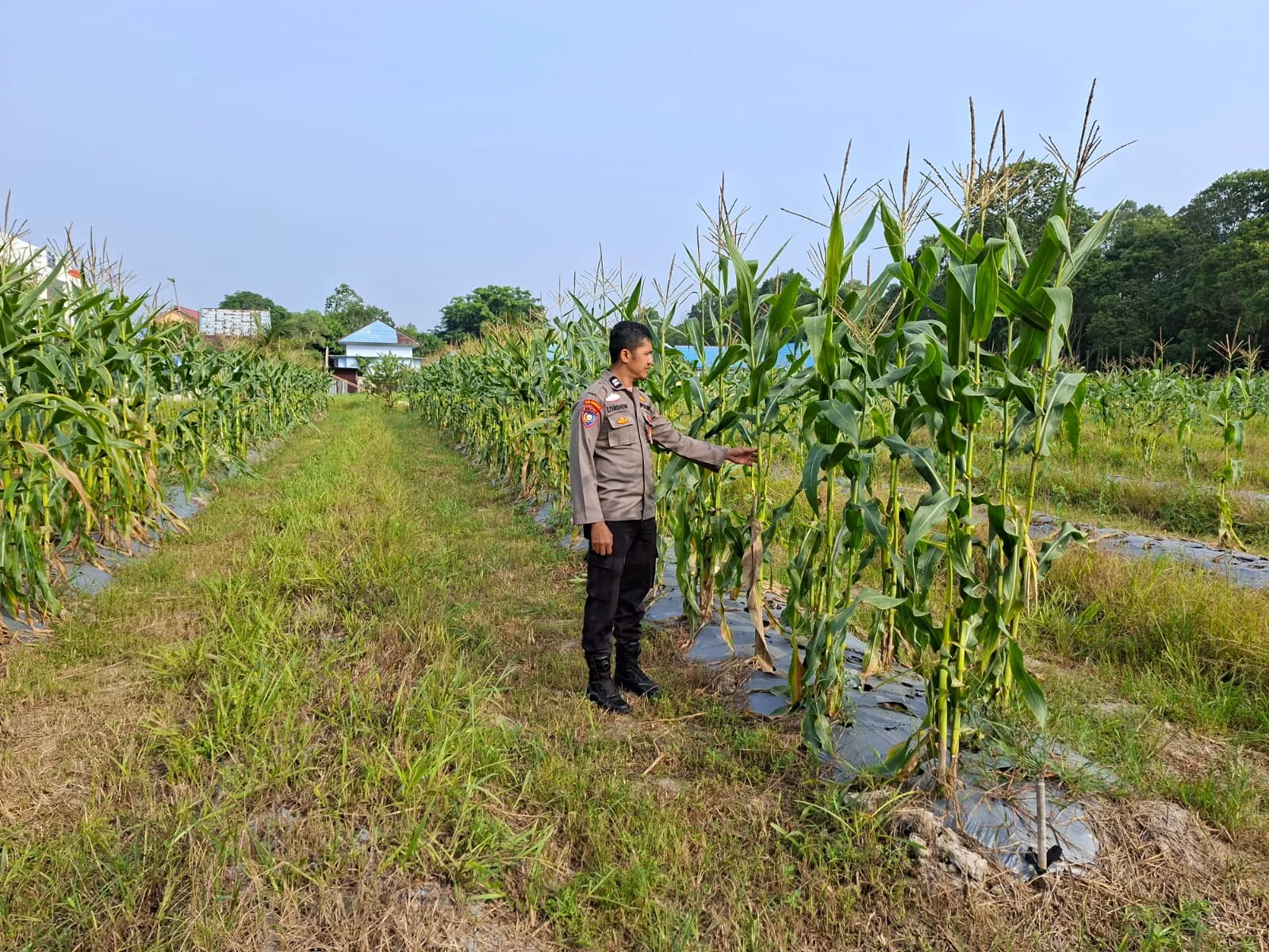Bhabinkamtibmas Polsek Siak Cek Tanaman Jagung, Dukung Program Ketahanan Pangan