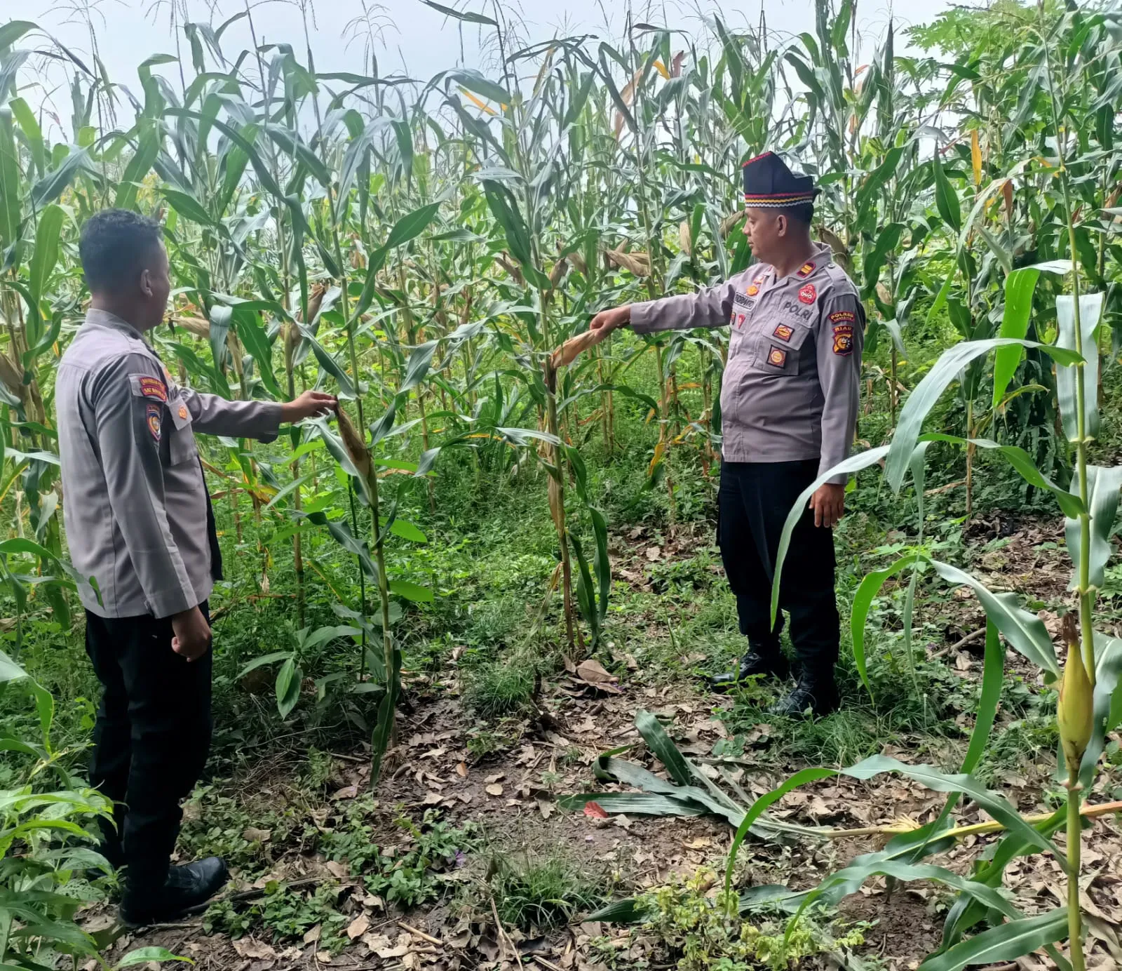 Polsek Kuantan Mudik Cek Perkembangan Jagung Pipil, Dukung Swasembada Pangan 2026