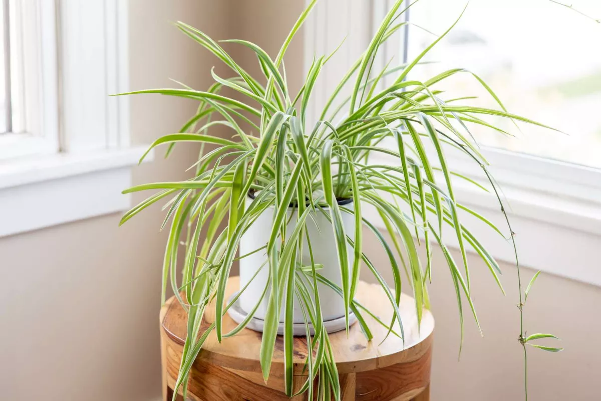 Cara Mengatasi Anakan Spider Plant Yang Layu Setelah Dipindah