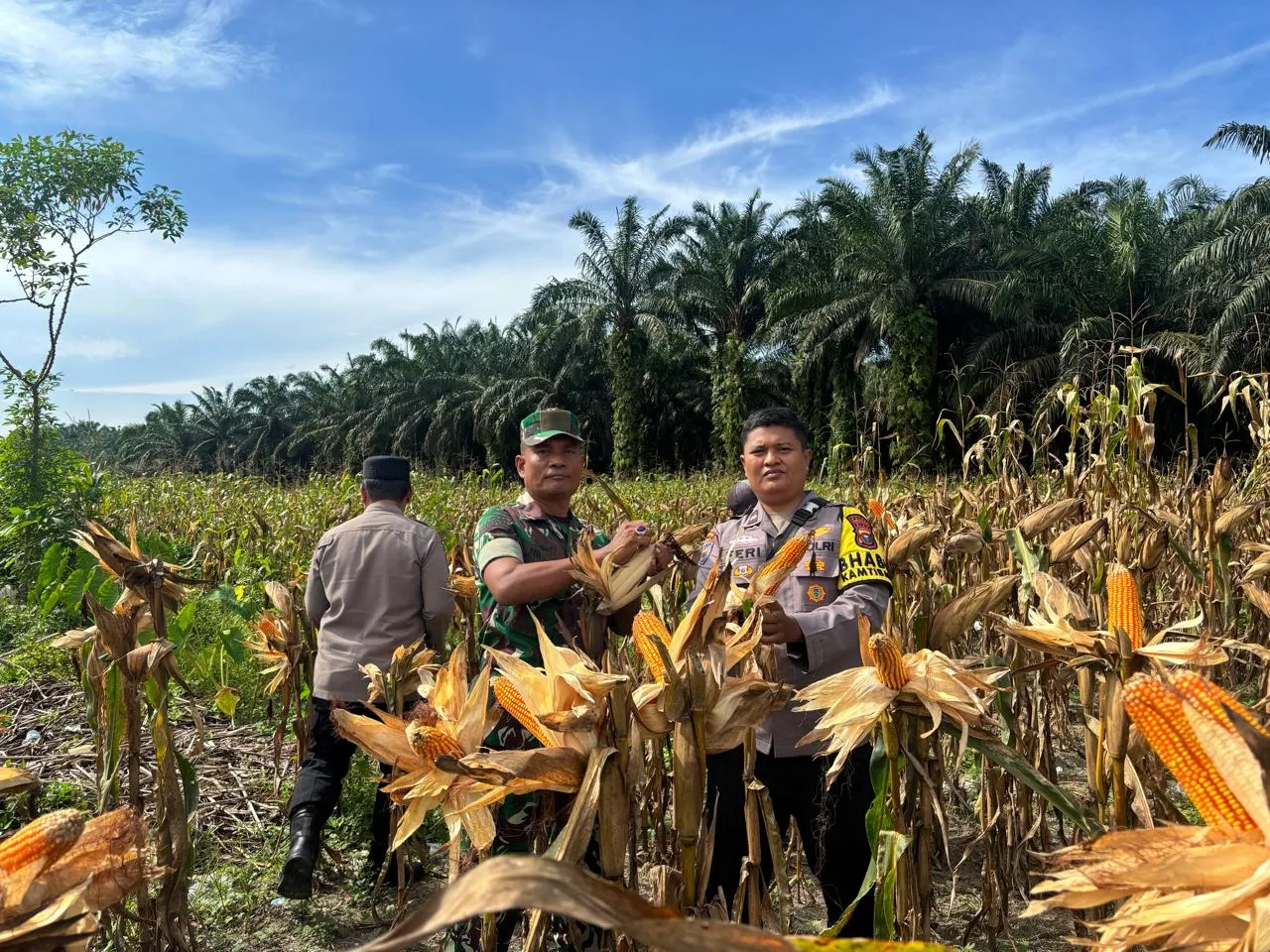 Panen Raya Jagung Pipil di Desa Sumber Datar, Polres Kuantan Singingi Perkuat Ketahanan Pangan Nasional