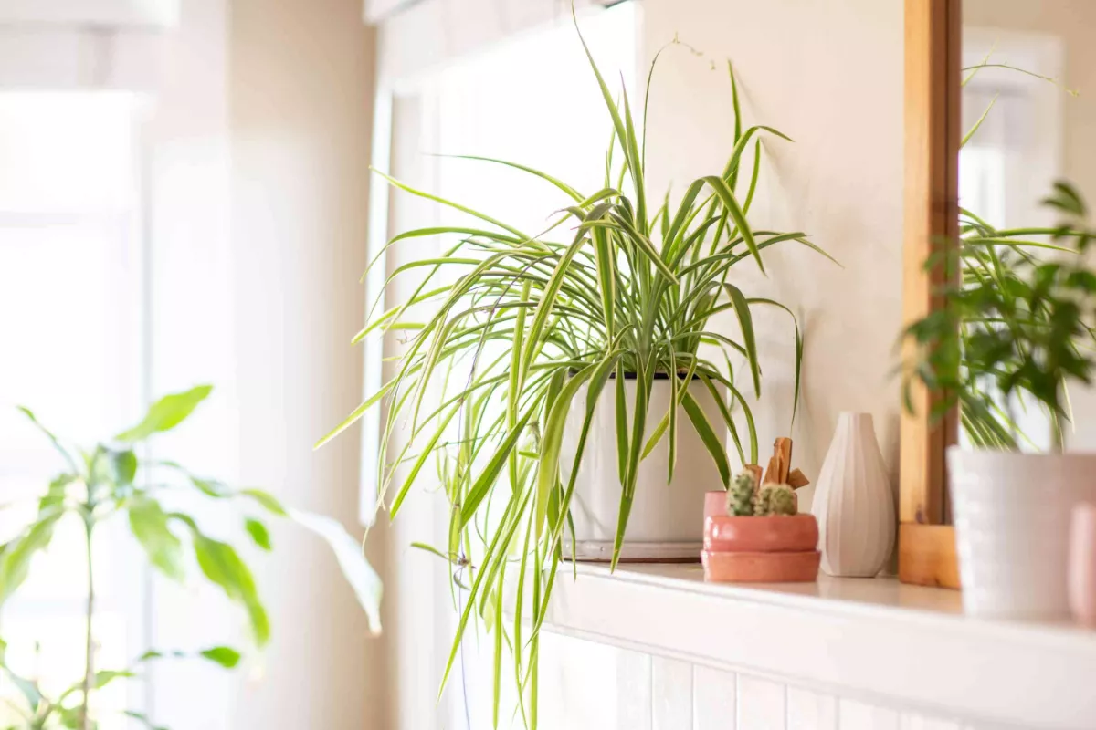 Cara Memperbanyak Spider Plant dari Anakan untuk Sudut Rumah