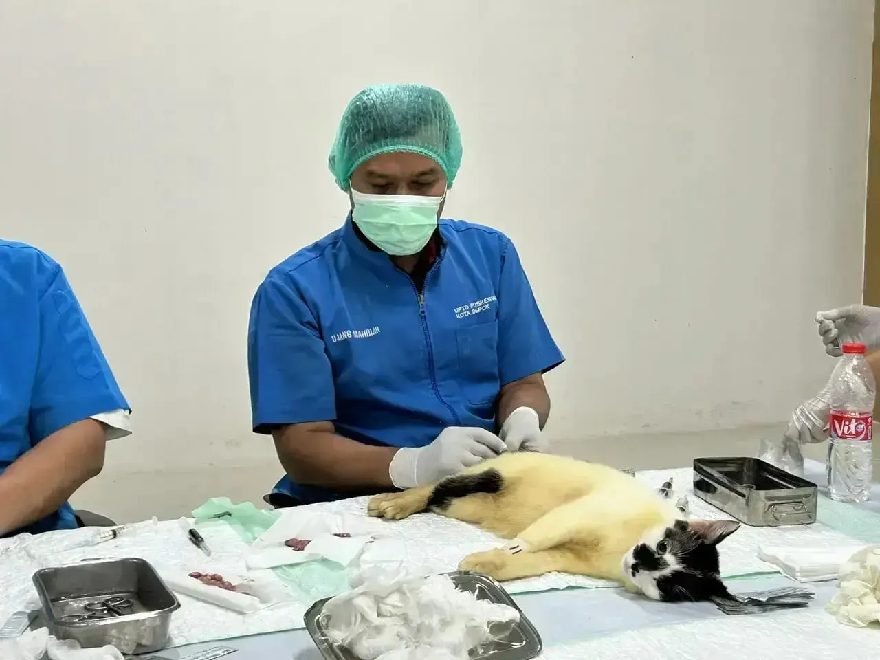 DKP3 Kembali Gelar Sterilisasi 100 Kucing Jantan Gratis, Sambut HUT ke-27 Kota Depok