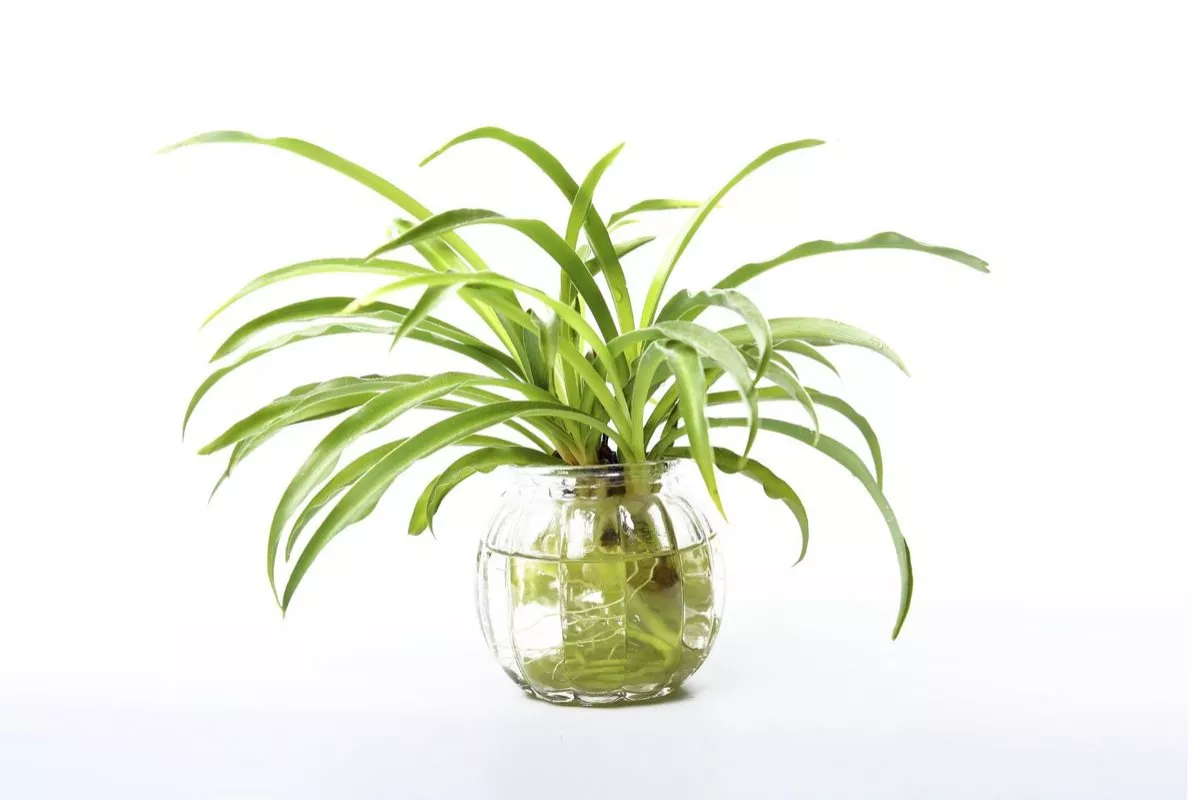 Panduan Propagasi Air Pada Anakan Spider Plant Di Dalam Vas Kaca