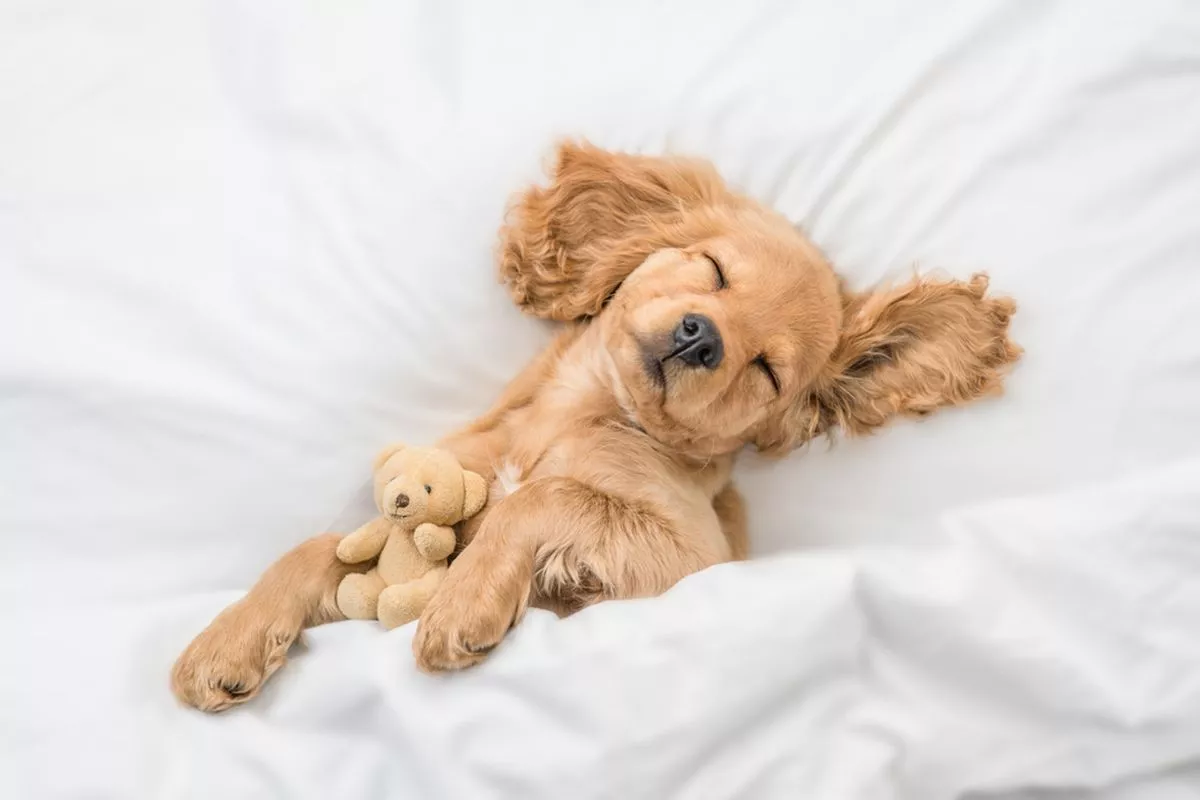 Rekomendasi Makanan Anak Anjing Berdasarkan Ras Dan Usia