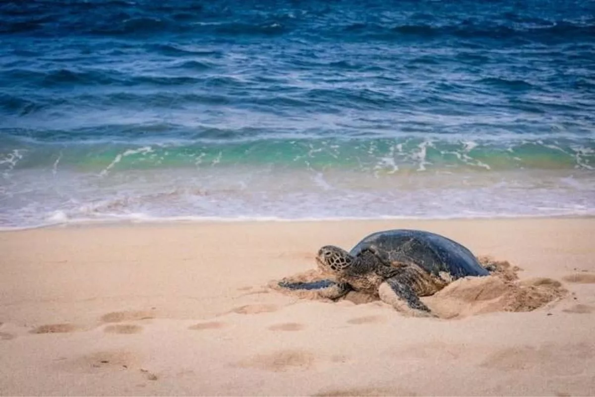 Pengalaman Seru Petualangan Mengamati Penyu Bertelur Pantai Sukamade