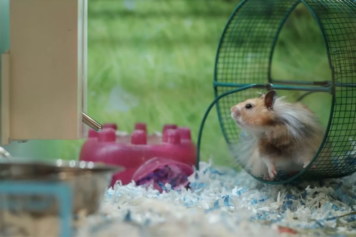 Ukuran Kandang Ideal untuk Hamster Peliharaan Agar Tidak Stres dan Bahagia