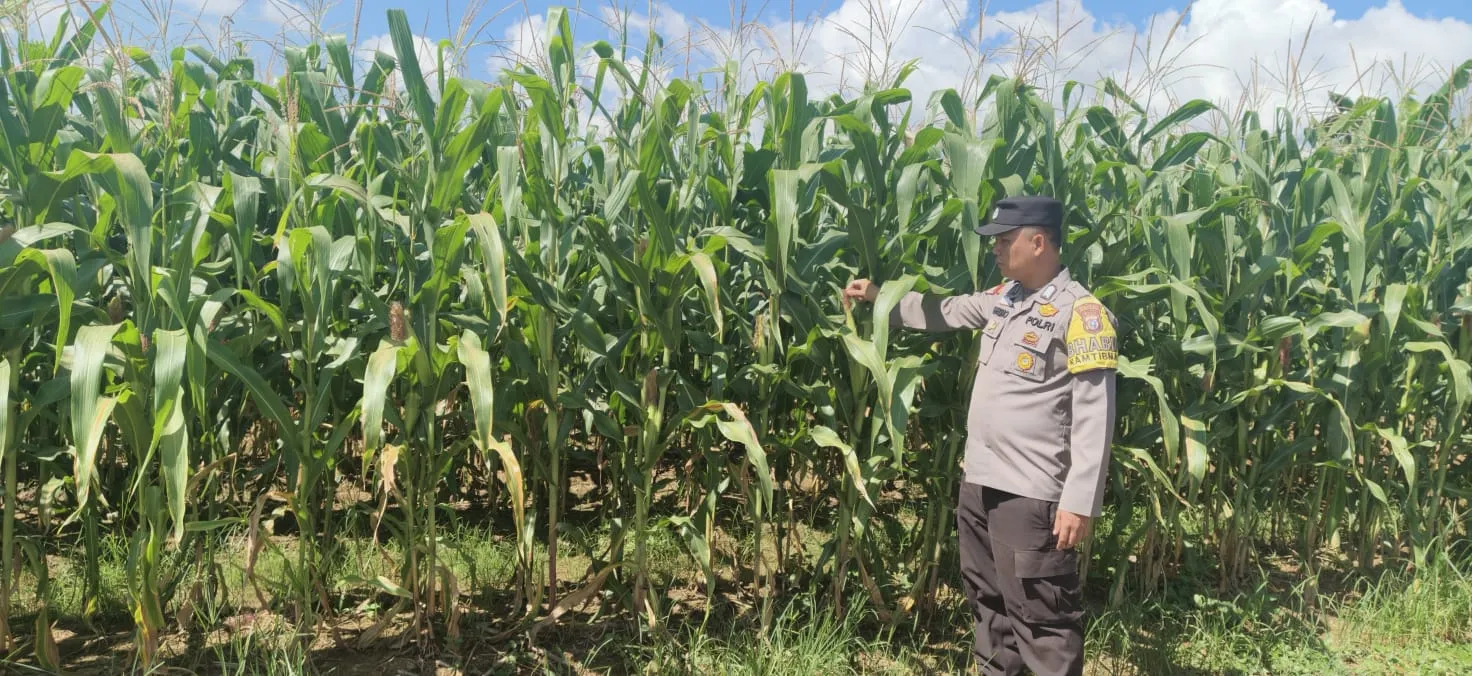 Polsek Pangean Lakukan Pengecekan Tanaman Jagung Ketahanan Pangan di Desa Rawang Binjai
