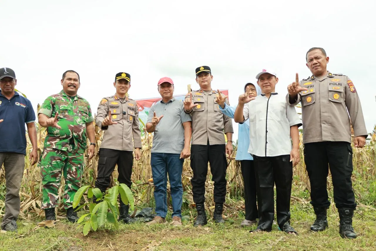 Polisi Cinta Petani, Kapolres Kuansing Bersama Kelompok Tani Panen Raya 21 Ton Jagung Pipil