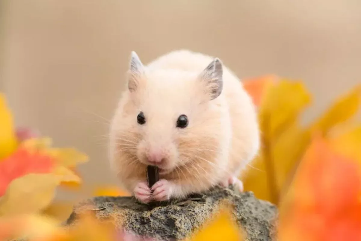 Panduan Lengkap Makanan yang Baik dan Dilarang untuk Hamster Peliharaan 