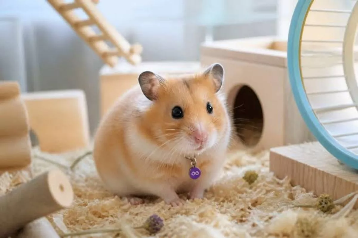 Kenali Tanda -Tanda Hamster Stres dan Cara Mengatasinya secara Efektif