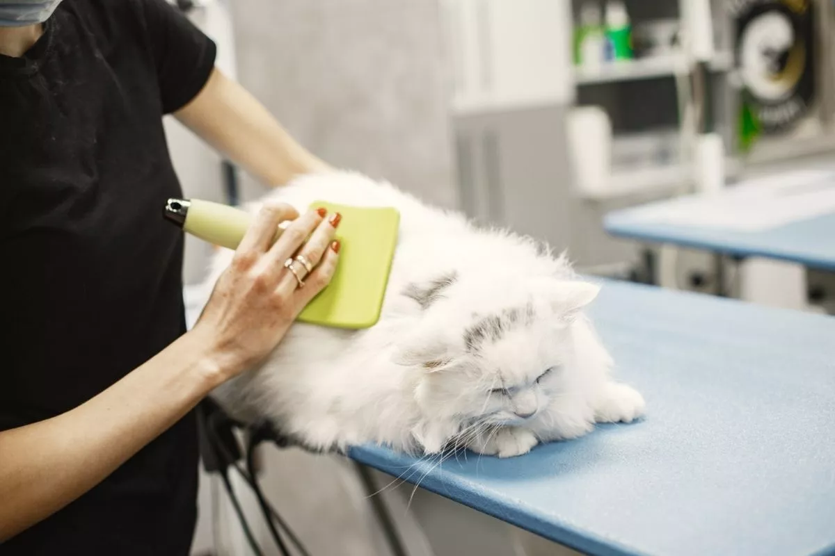 Panduan Lengkap Perawatan Kucing untuk Pemula Terlengkap 2026