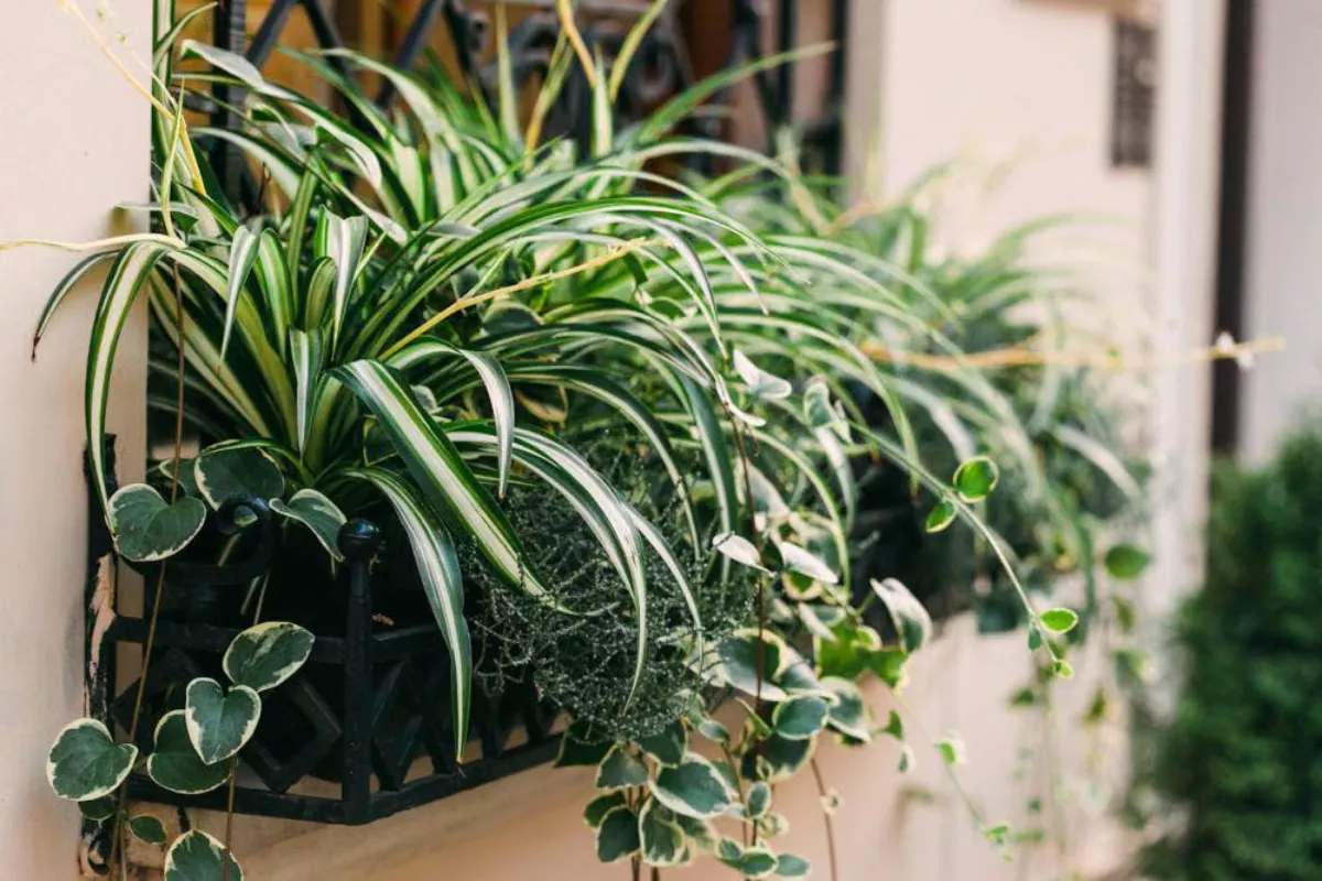 Media Air vs Tanah untuk Propagasi Spider Plant: Mana Lebih Baik?