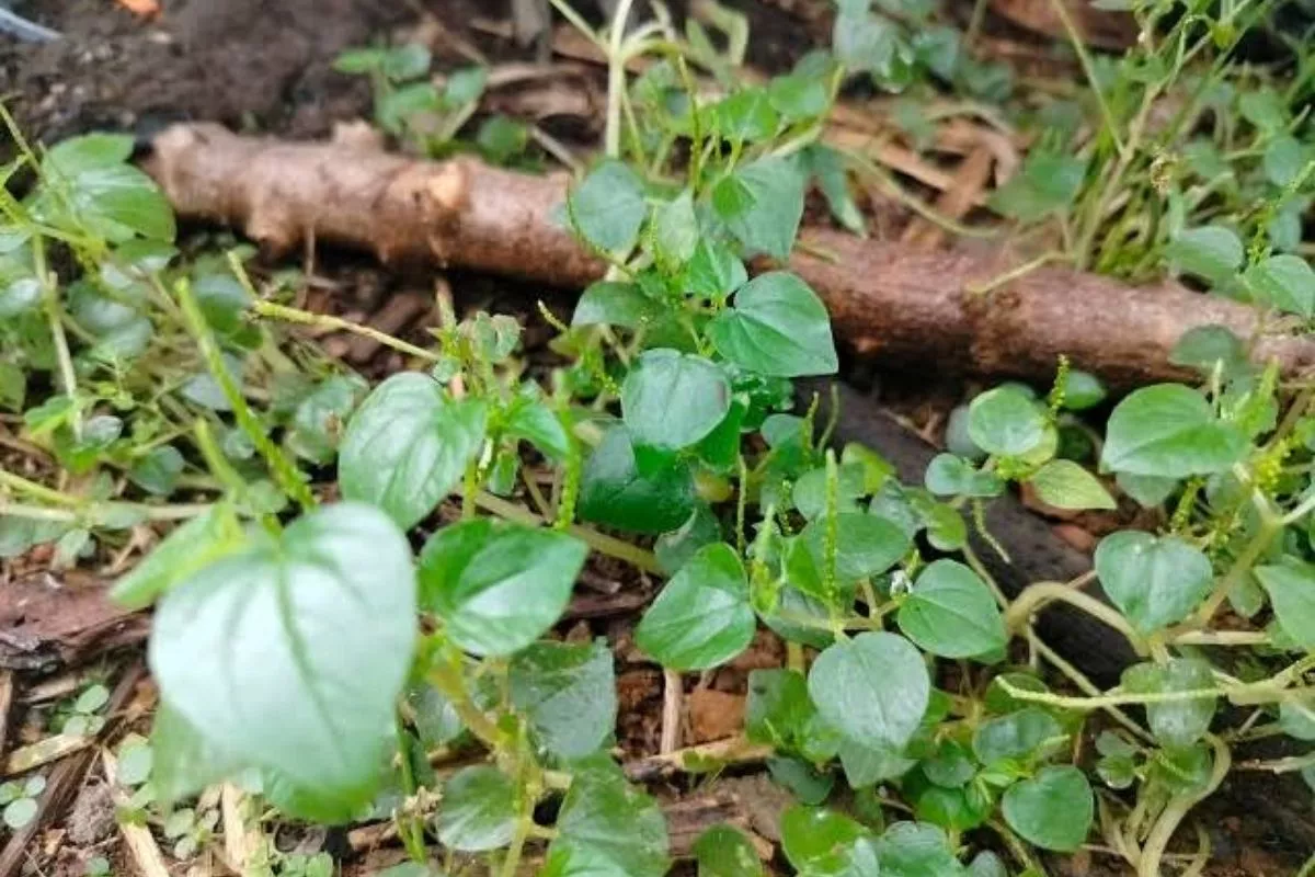 Panduan Ramuan Sirih Cina untuk Asam Urat agar Nyeri Sendi Hilang