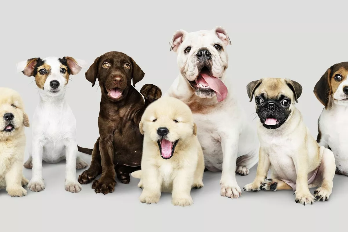 Cara Melatih Anak Anjing Buang Air Pada Tempatnya Tepat